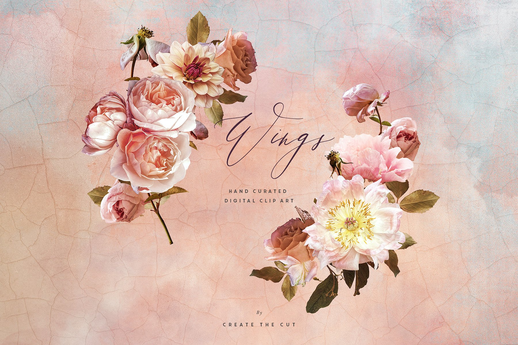 数字手绘粉色绽放牡丹插画 Digital Flower Clip Art – Wings插图(2)