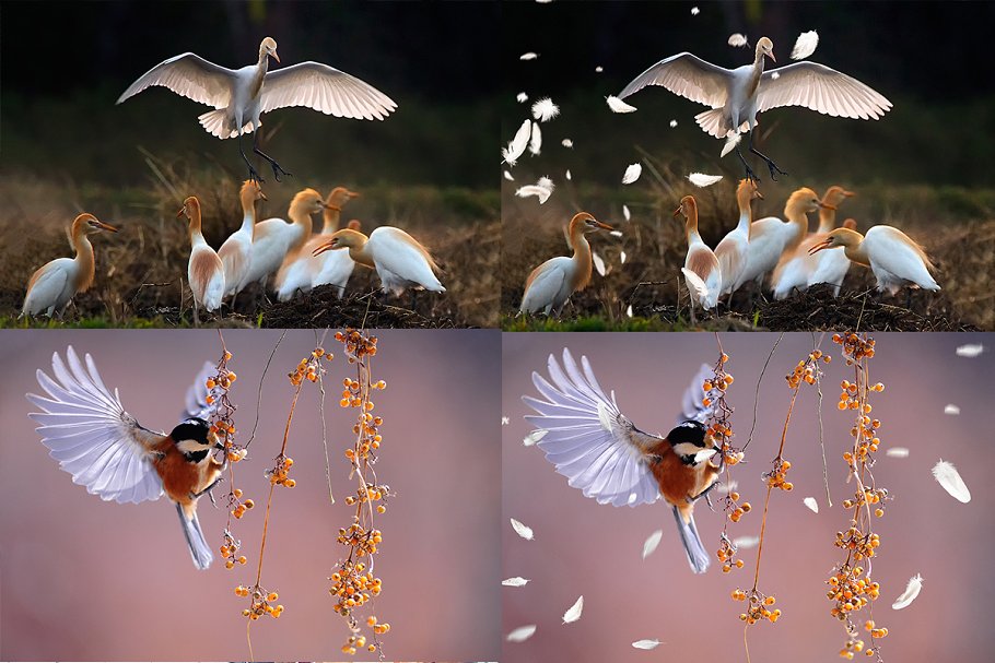 5K高清分辨率羽毛叠层背景 5K Feathers Overlays插图(6)