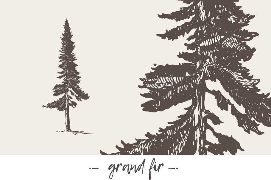 各种树木手绘矢量图形合集 Big collection of high detail trees插图(7)