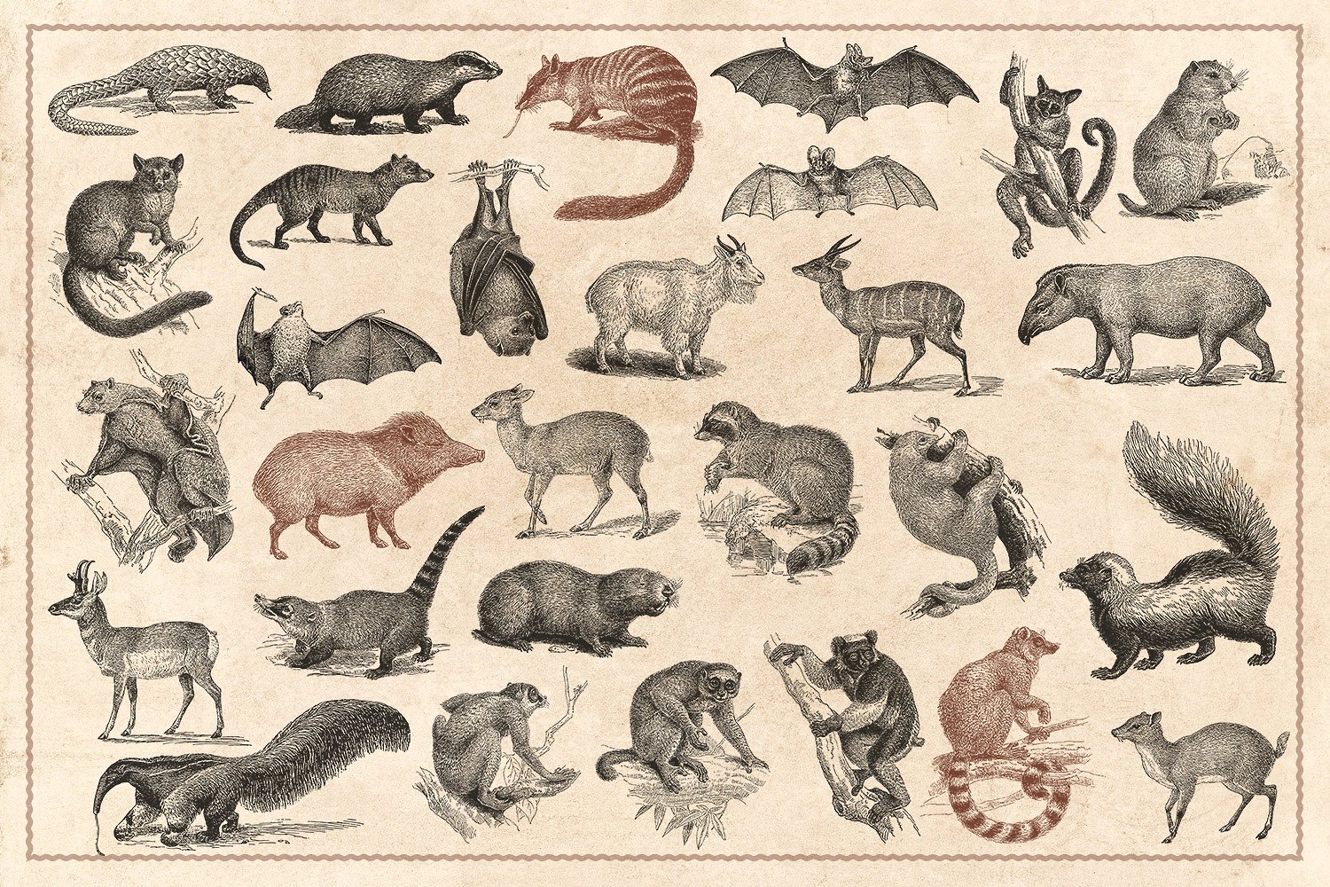 176个复古野生动物手绘（矢量）插图(4)