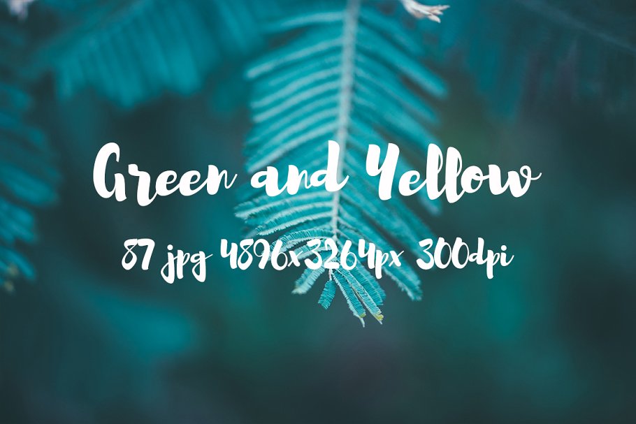 绿色和黄色植物花卉摄影照片集 Green and yellow photo pack插图(26)