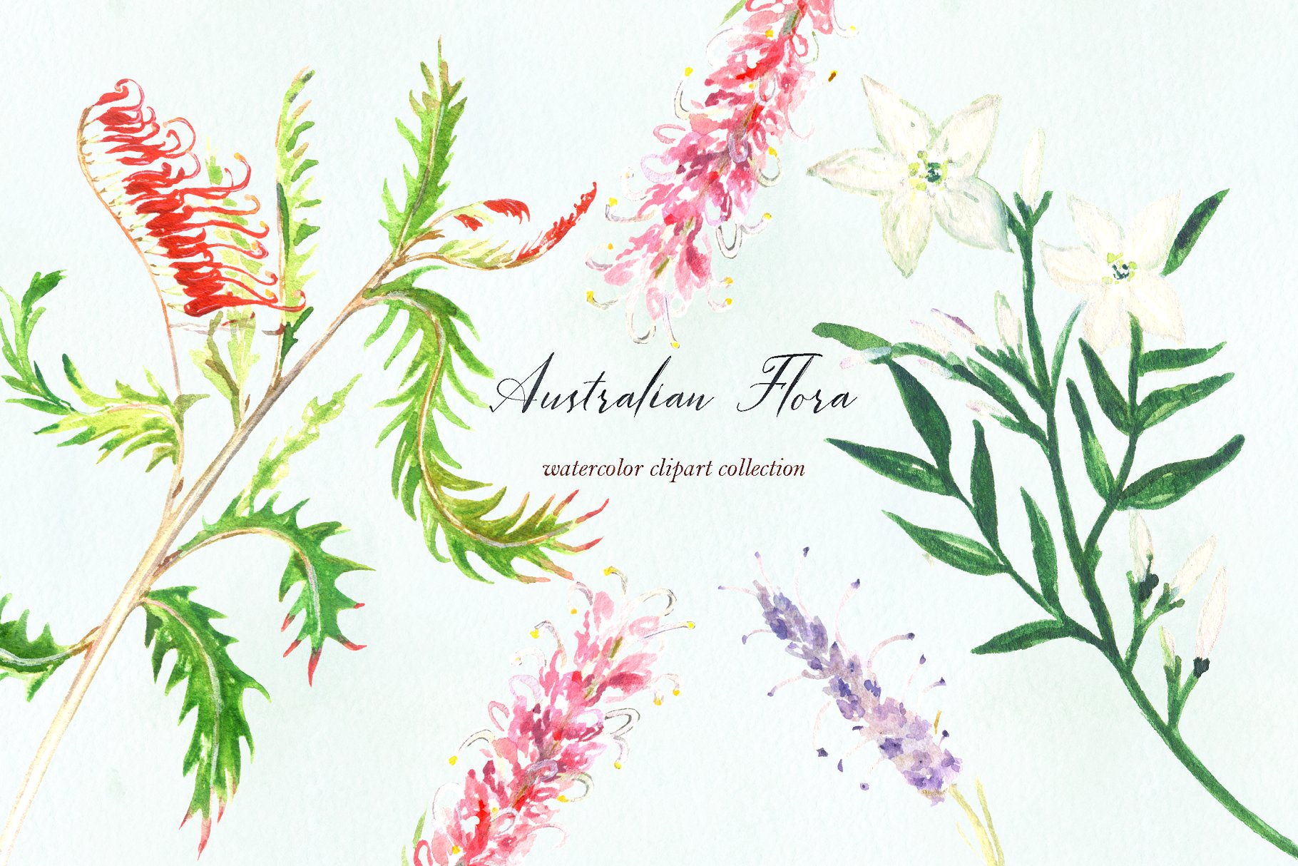 澳大利亚植物水彩剪贴画 Australian Flora Premium watercolor插图(15)