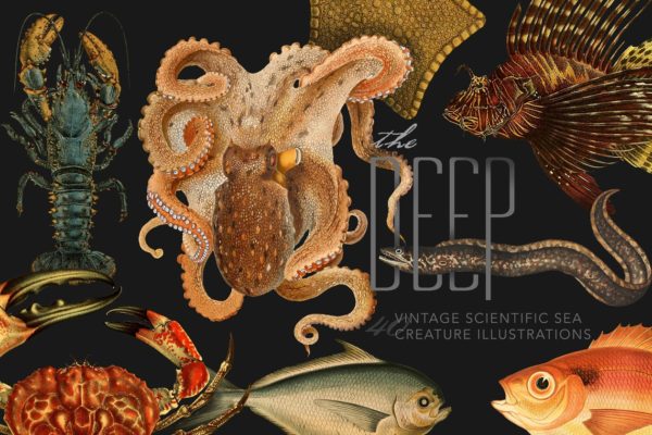 40年代复古深海类海洋生物科学插图 The Deep Sea Creature Illustrations
