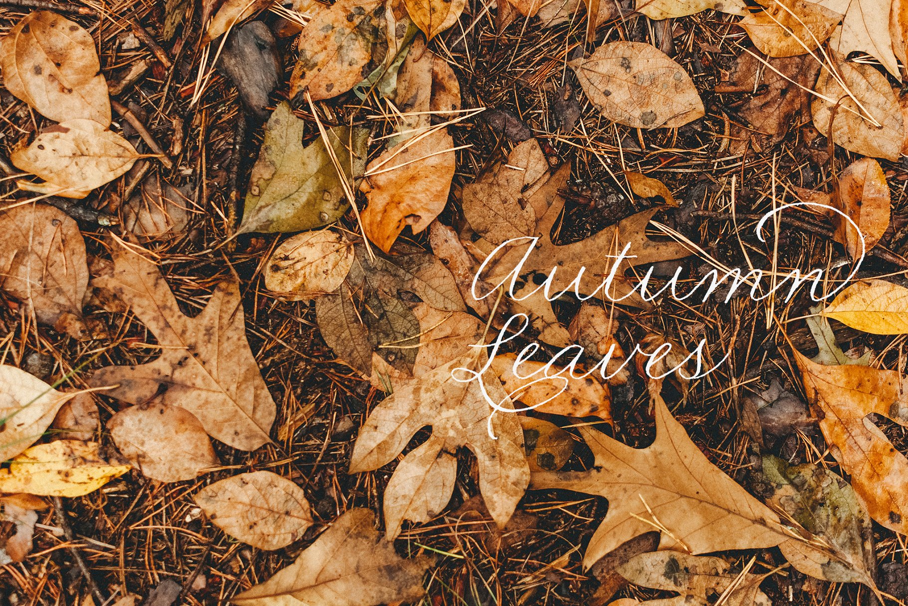 一组秋天落叶背景集  Autumn Leaves Collection插图(4)