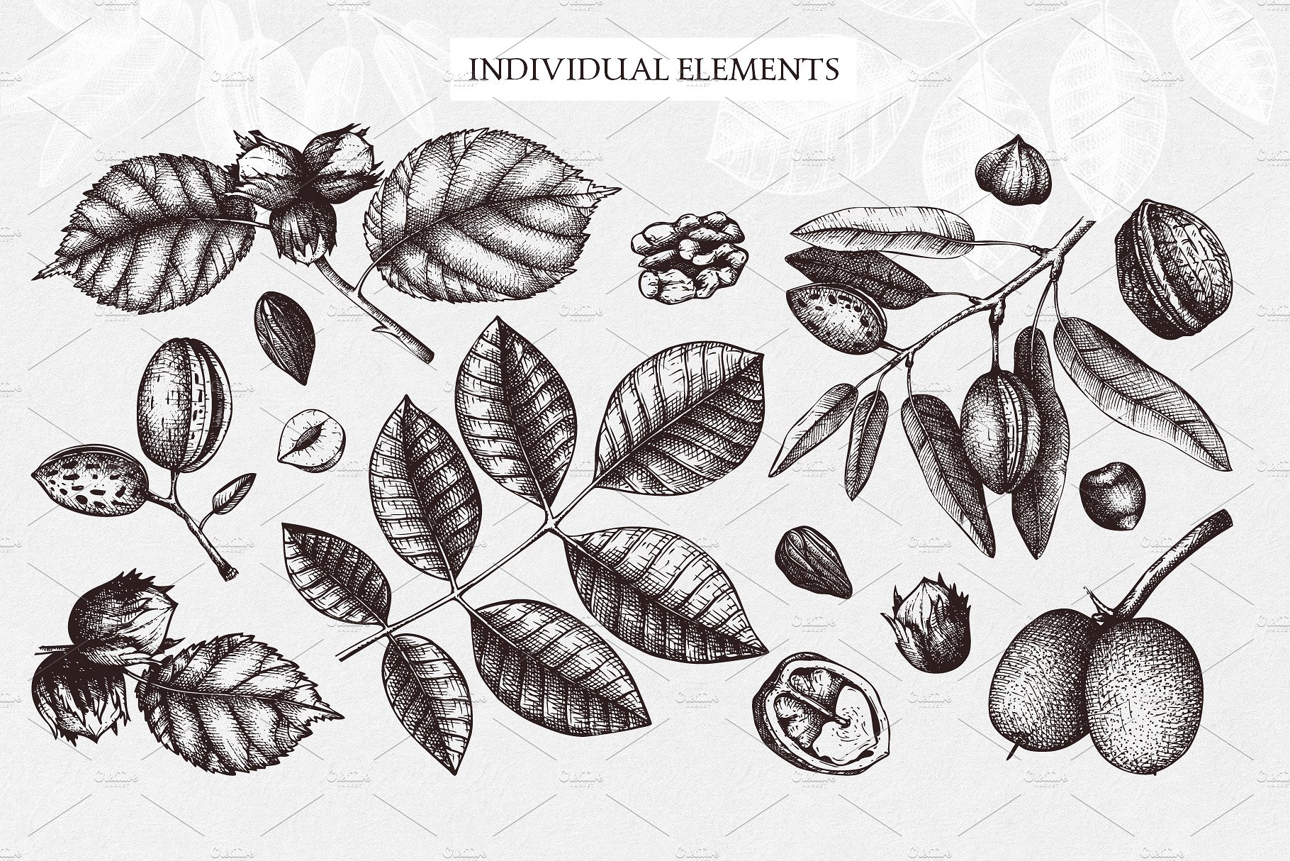 杏仁/榛子/核桃矢量插画套装 Vector Almond, Hazelnut & Walnut Set插图(6)