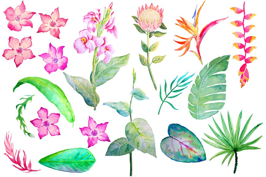 手绘水彩热带叶状花素材 Watercolor Tropical Foliage Flowers插图(3)