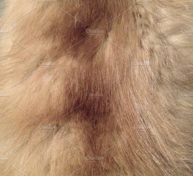 金色蜻蜓图案及装饰纹理 Golden Dragonfly Patterns & Textures插图(1)