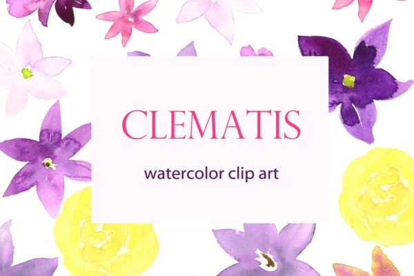 夏季手绘紫色水彩铁线莲剪贴画 Clematis Purple. Watercolor clipart