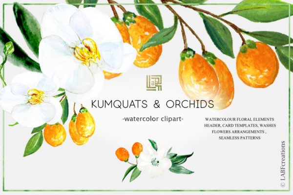 金橘和白色兰花手绘水彩画素材 Kumquat &amp; white orchids. Watercolors