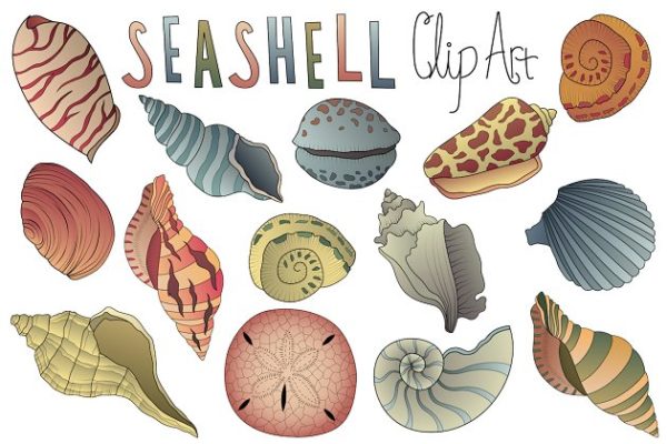 手绘矢量贝壳插画素材 Seashell Clipart Vector PNG &amp; JPG