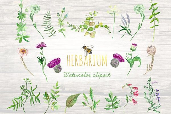 花草&amp;蜜蜂剪贴画素材 Forest herbs, leaves foliage bee