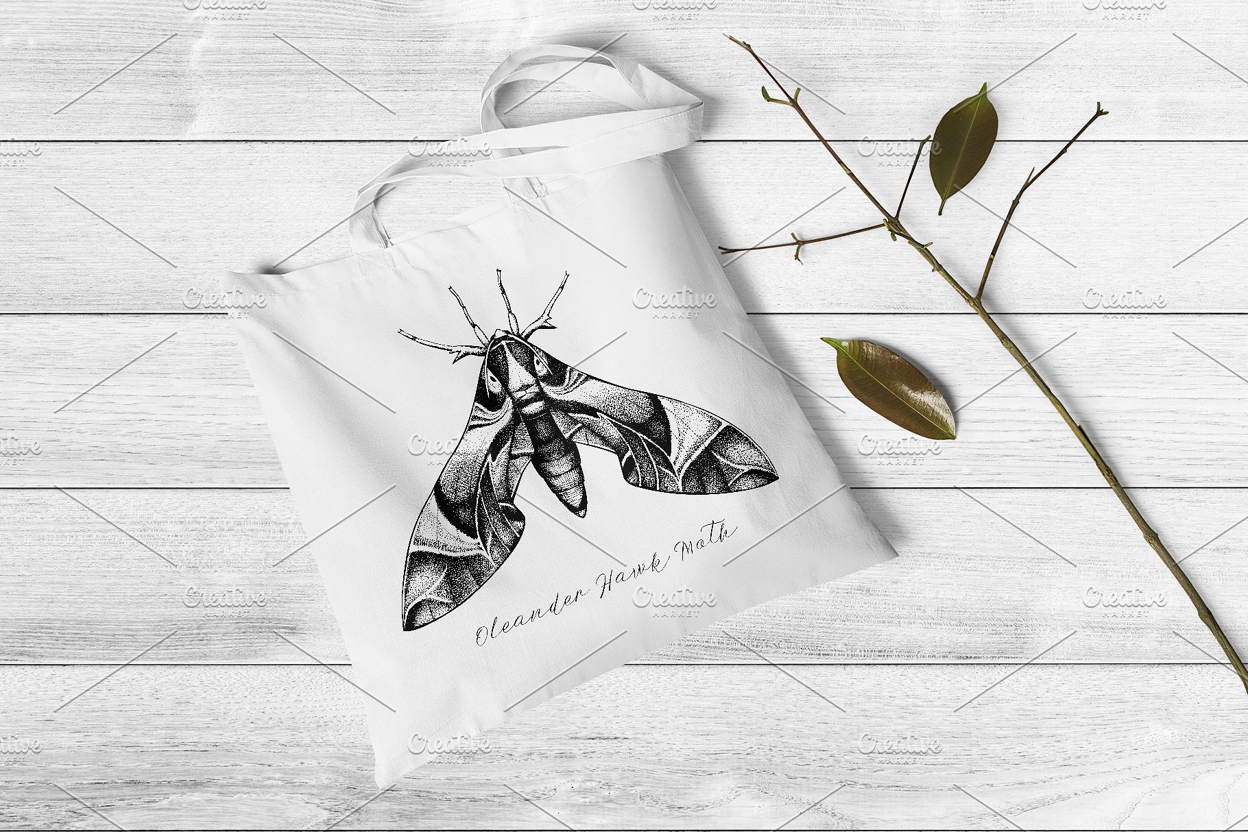 昆虫矢量插图集 Vector Insects Illustrations Set插图(6)