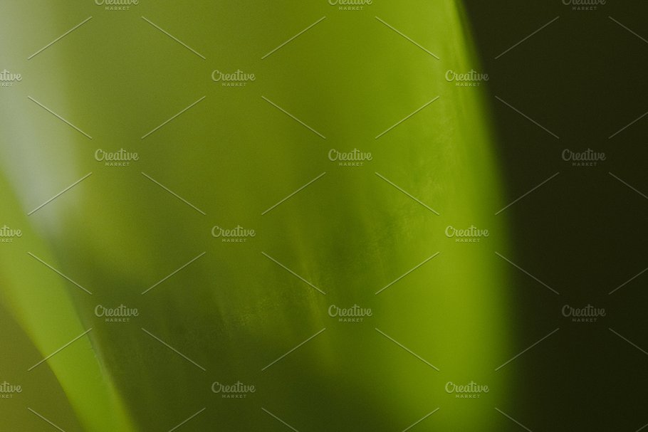 植物花卉特写镜头高清照片素材 Organic 2插图(2)