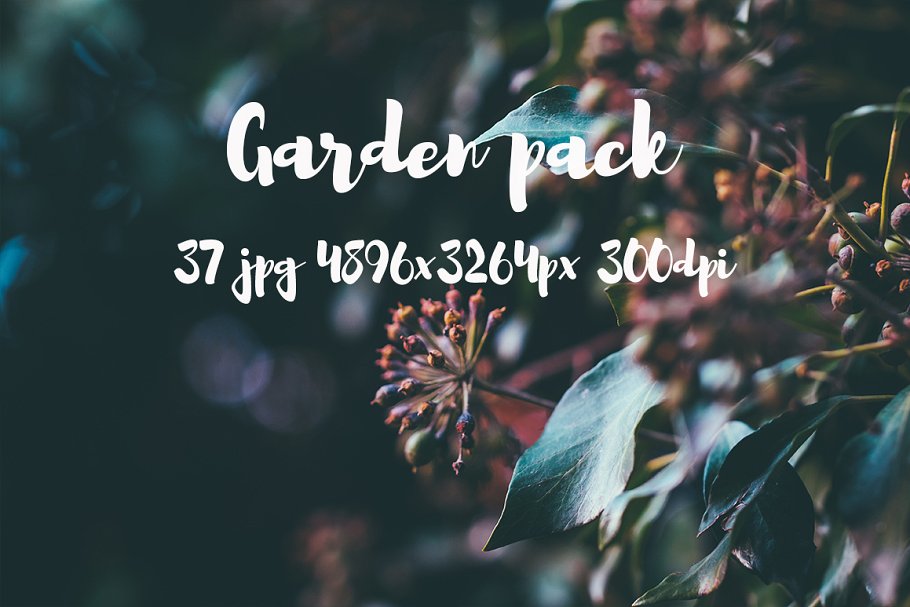 花园花卉植物高清照片素材 Garden photo Pack III插图(9)