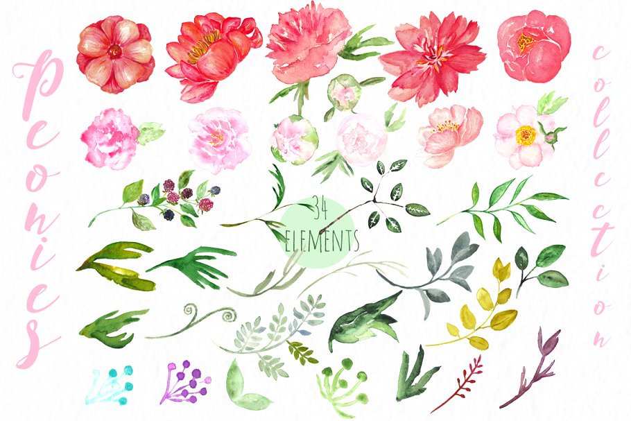 牡丹水彩花卉剪贴画 Peonies big collection  clip art.插图(1)
