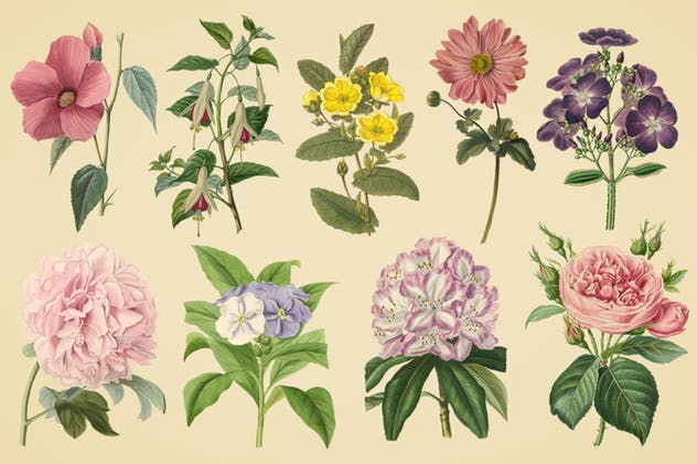 复古花卉矢量插画素材 Vintage Illustrations of Flowers插图(4)