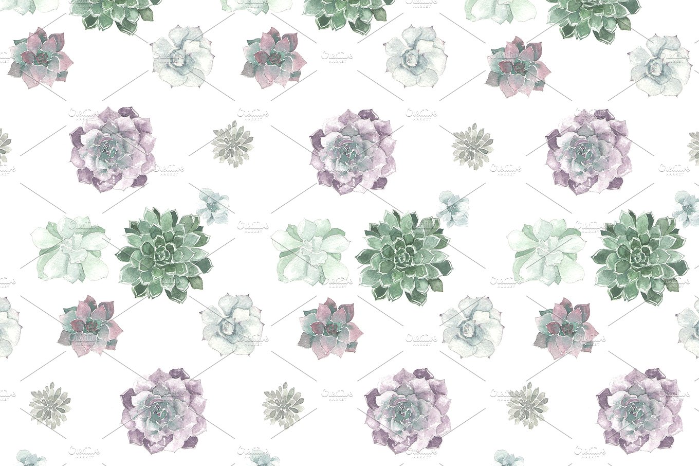 多肉花卉水彩插画 Watercolor succulent pattern插图(1)