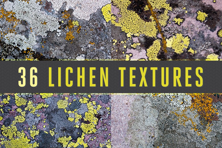36款地衣苔藓实景纹理 36 Lichen Textures插图