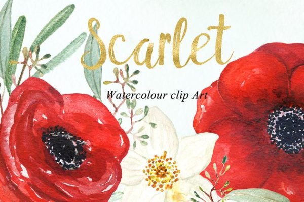 银莲花水彩剪贴画 Anemones scarlet Watercolour clipart