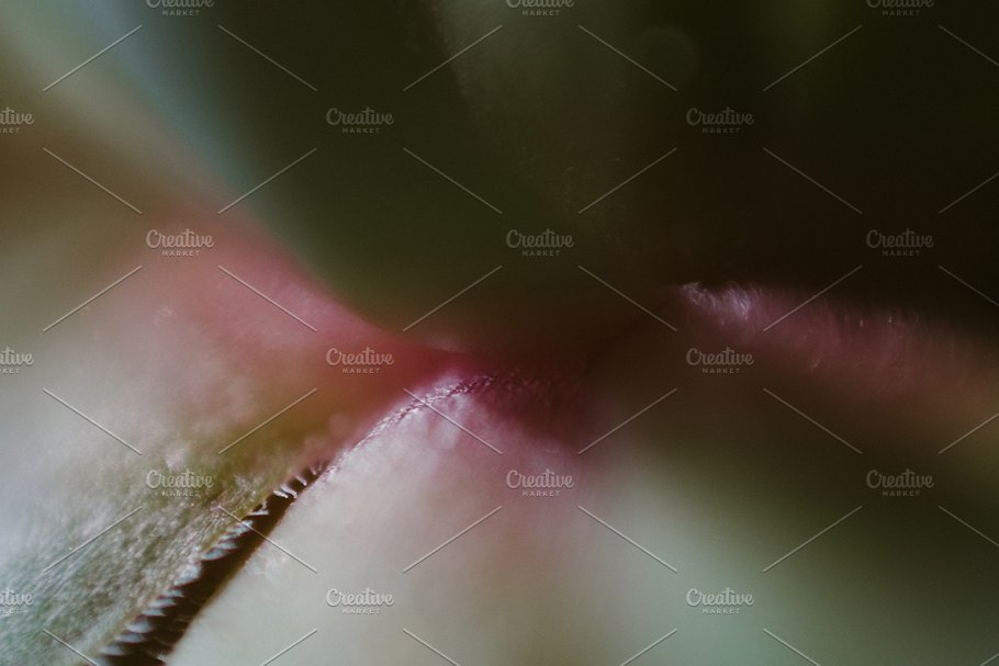 植物花卉特写镜头高清照片素材 Organic 2插图(10)