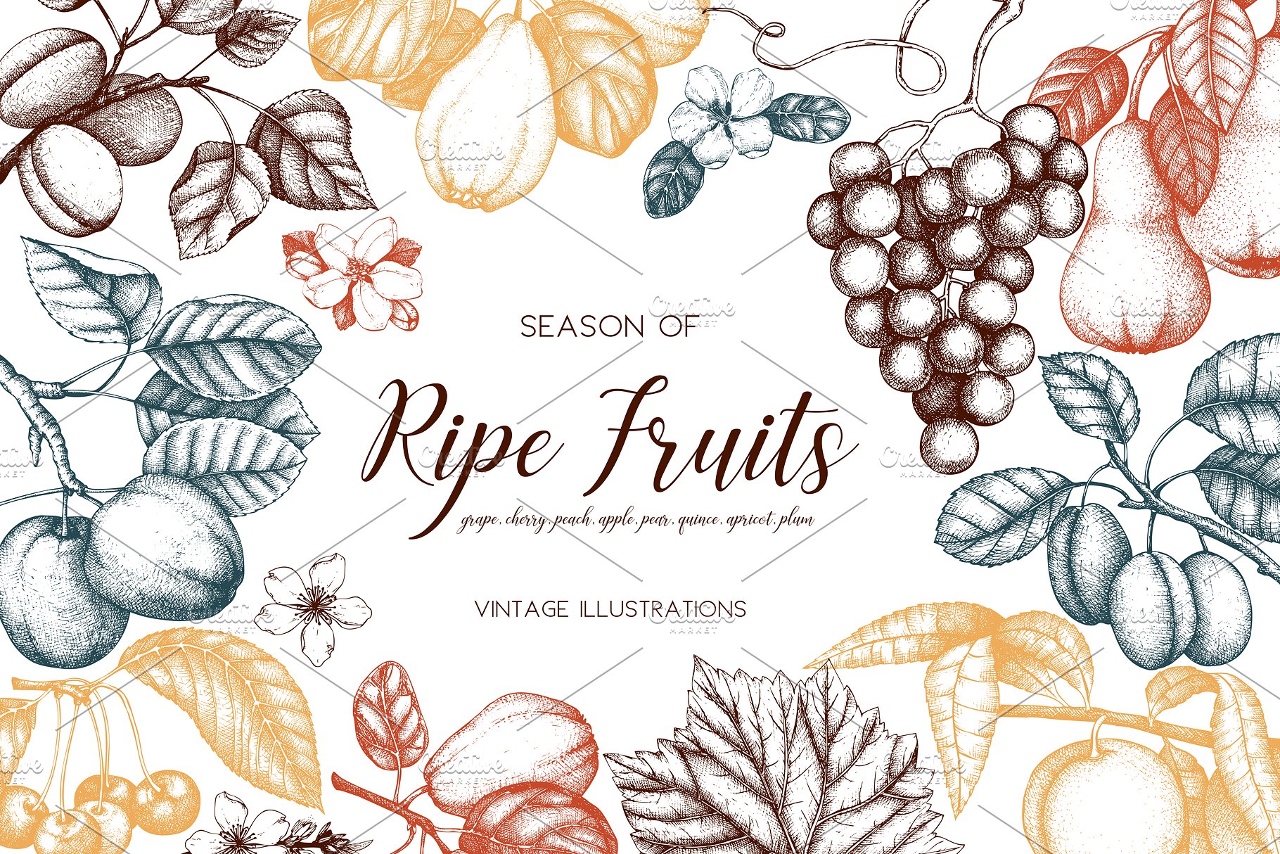 成熟水果矢量插图 Vector Ripe Fruits Illustrations插图