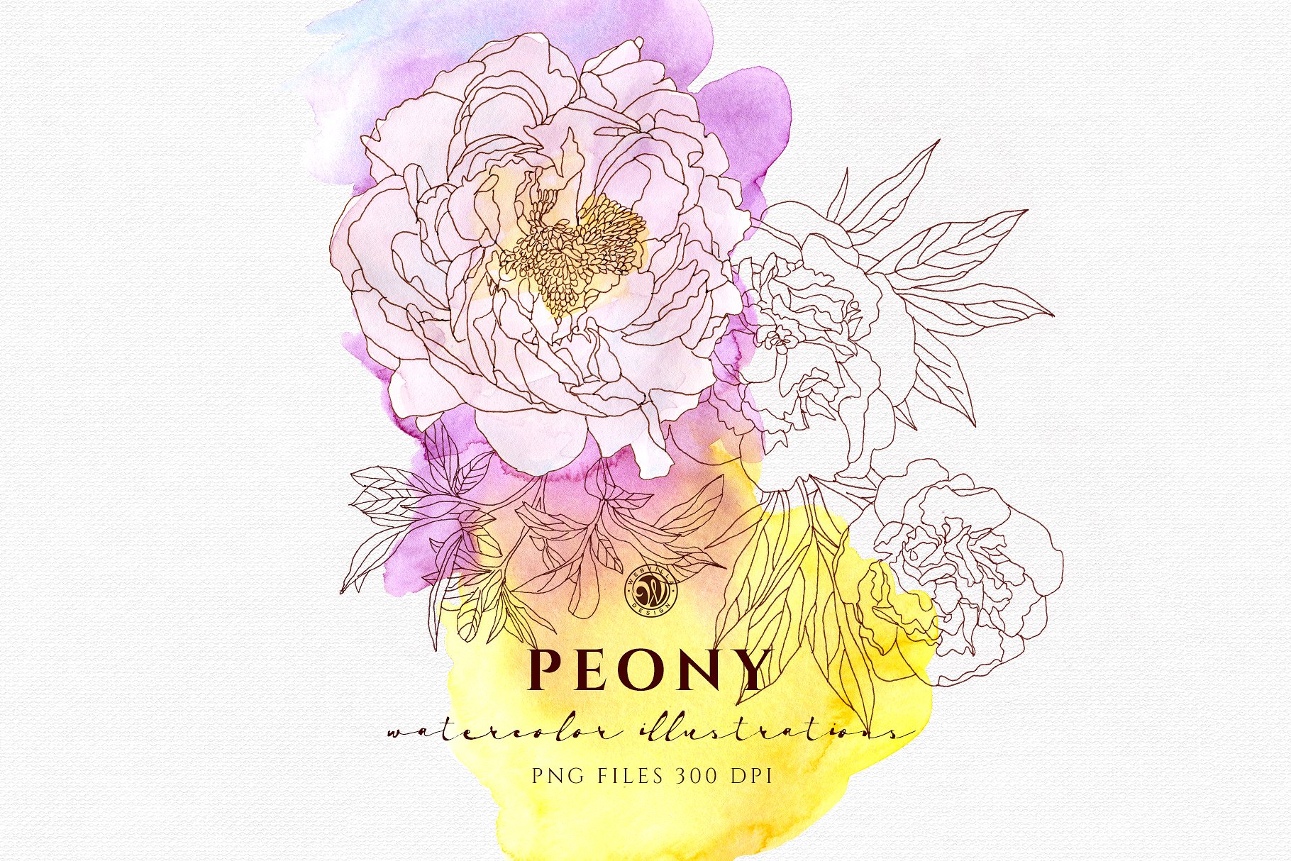 淡雅牡丹花手绘水粉画插画 Peony Flowers插图