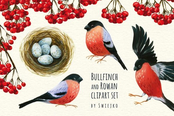 红腹灰雀和花楸浆果水彩剪贴画 Bullfinch and Rowan clipart