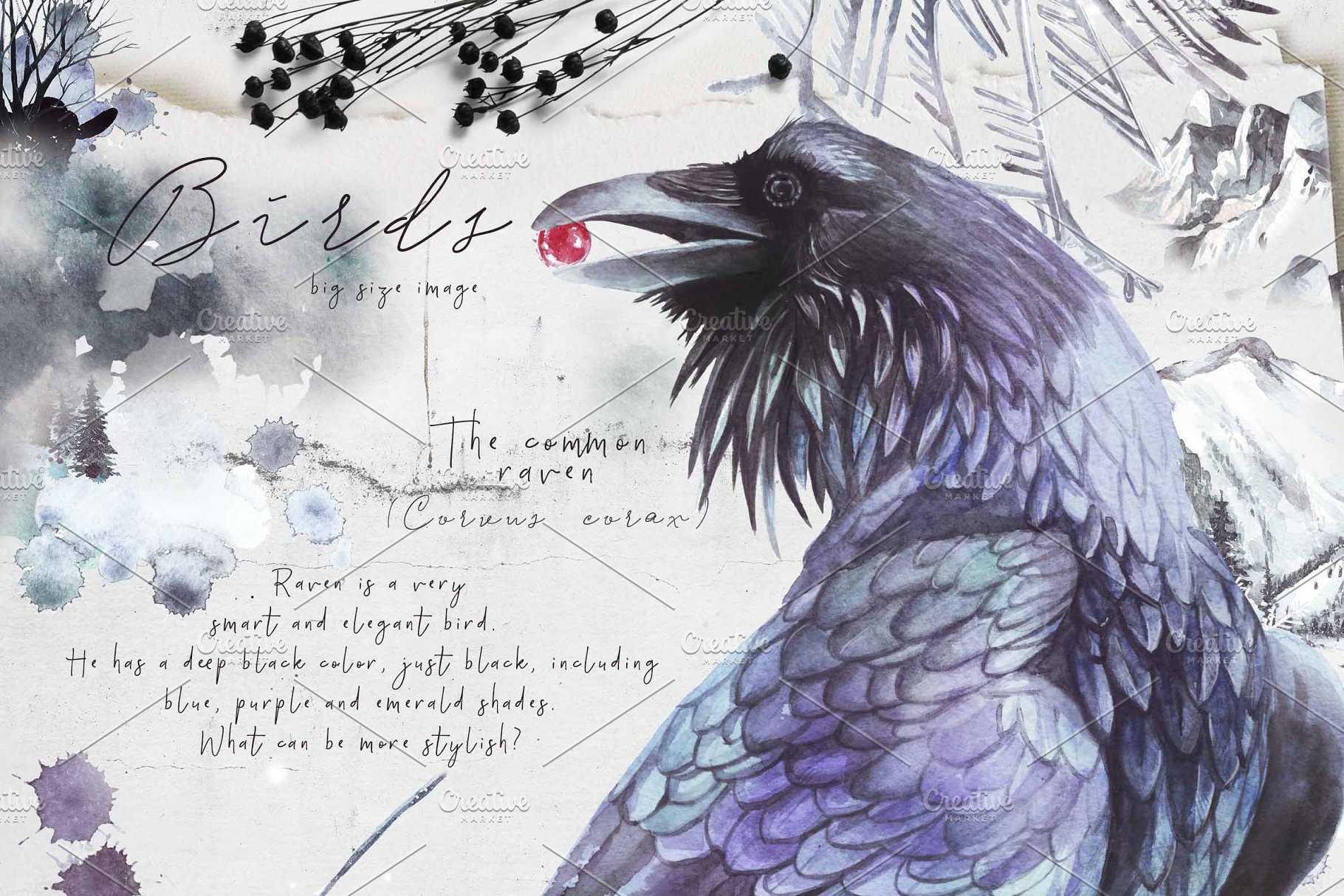 乌鸦、鸟、冬季风景、场景、水彩造型&字体 [2.81GB, 格式PNG, PSD,JPG &HTML] Ravens & birds vol.1插图(12)