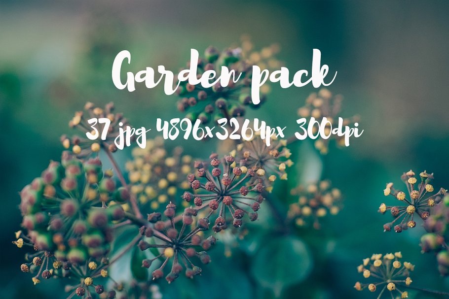 花园花卉植物高清照片素材 Garden photo Pack III插图(12)