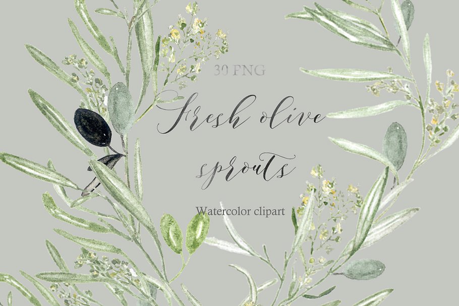 新鲜鼠尾草绿色橄榄枝元素剪贴画 Olive sprouts wreaths branch clipart插图(3)