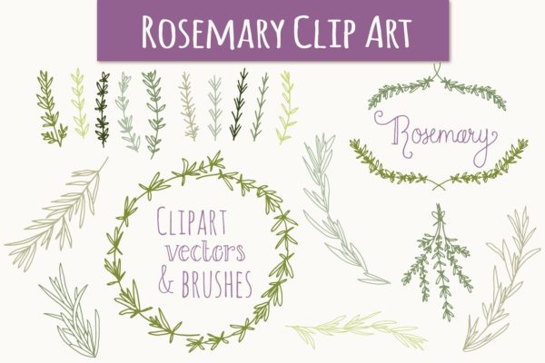 婚礼请柬迷迭香手绘剪贴画及矢量图 Rosemary Clip Art & Vectors