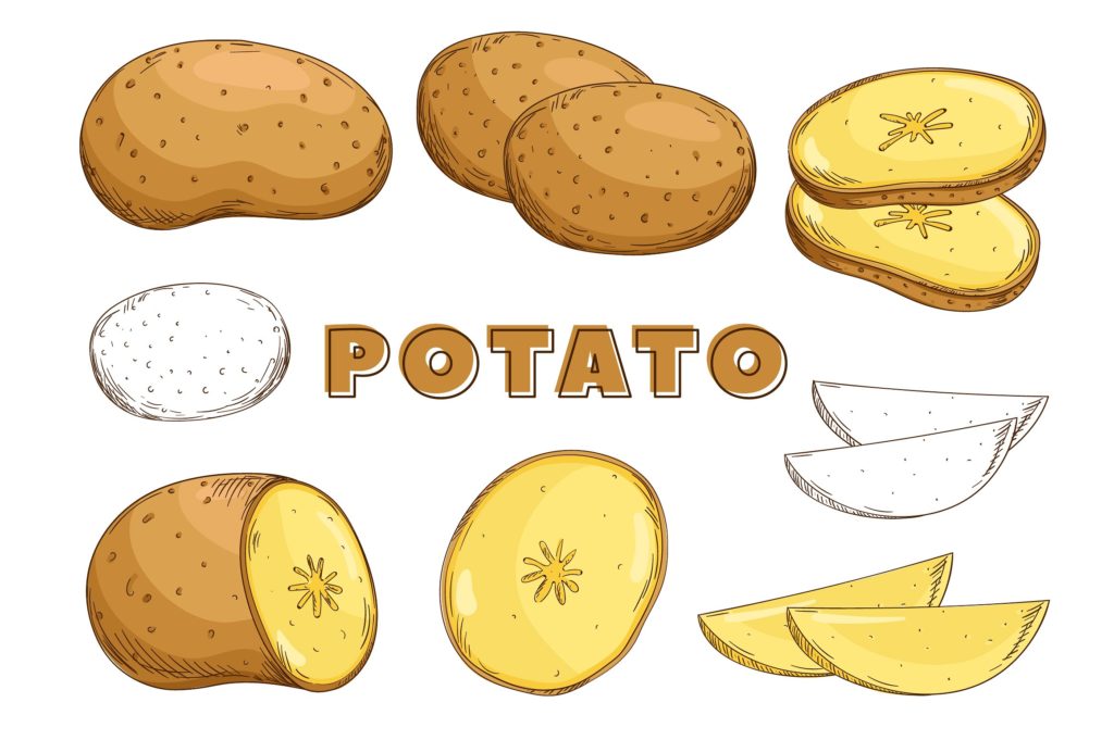 复古风格手绘矢量蔬菜素材打包下载[ai,psd,eps,png,jpg]插图(14)