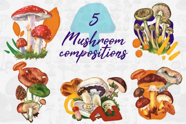 5款蘑菇手绘矢量插画PNG图片素材 5 Mushroom Compositions