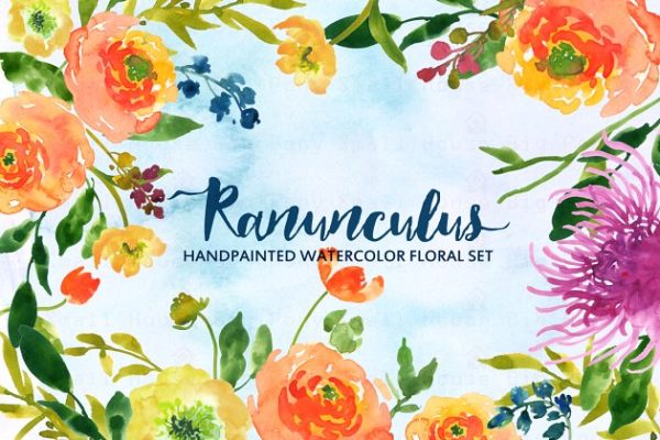 水彩手绘毛茛植物剪贴画 Ranunculus- Watercolor Clip Art