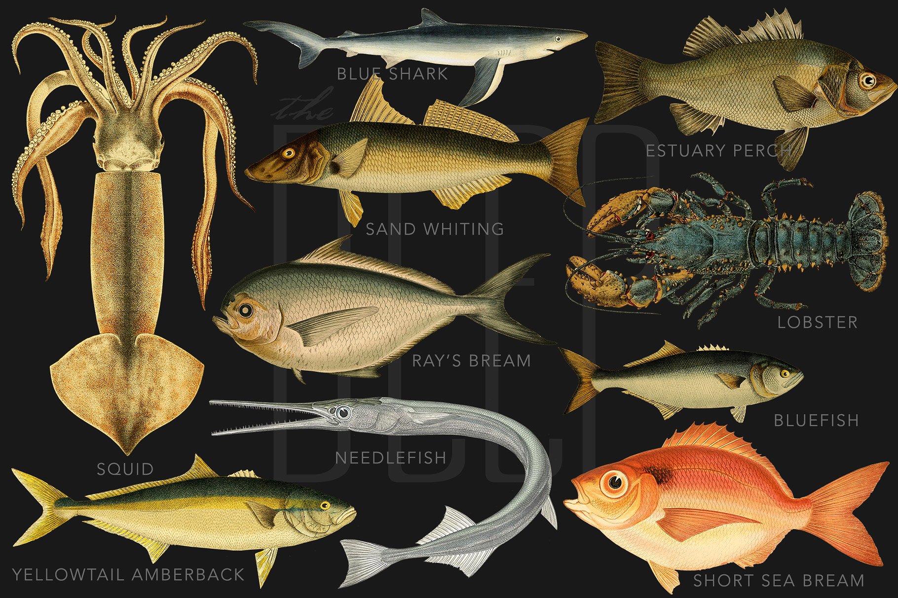 40年代复古深海类海洋生物科学插图 The Deep Sea Creature Illustrations插图(3)