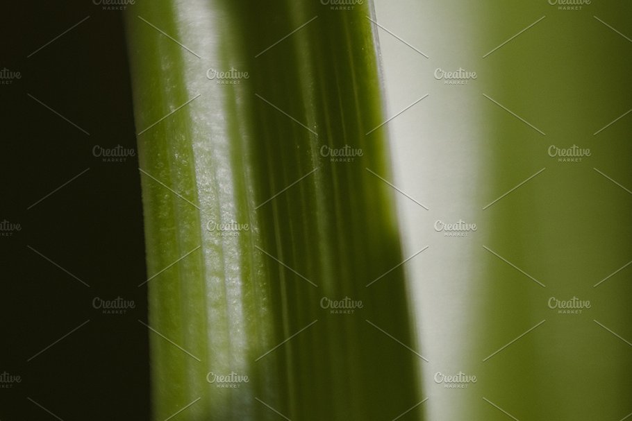 植物花卉特写镜头高清照片素材 Organic 2插图(14)