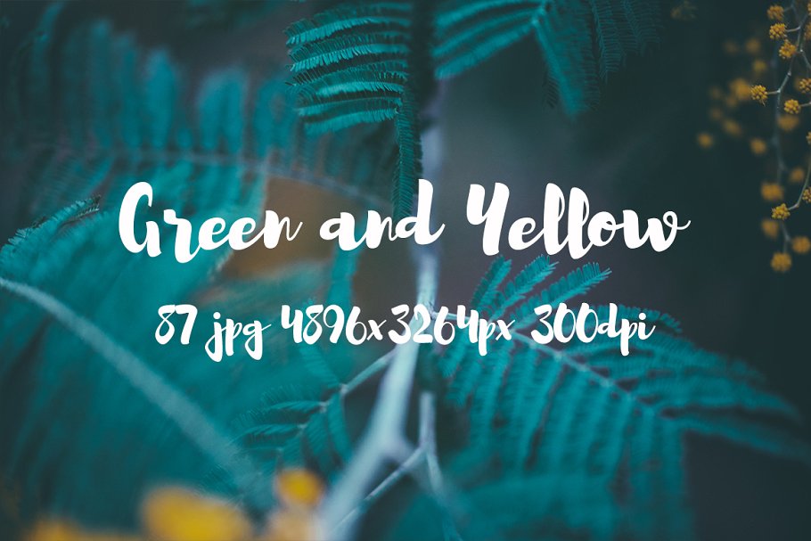 绿色和黄色植物花卉摄影照片集 Green and yellow photo pack插图(3)