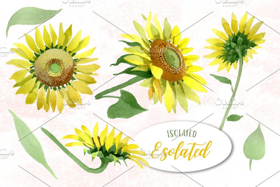 向日葵黄色水彩元素插画合集插图(7)