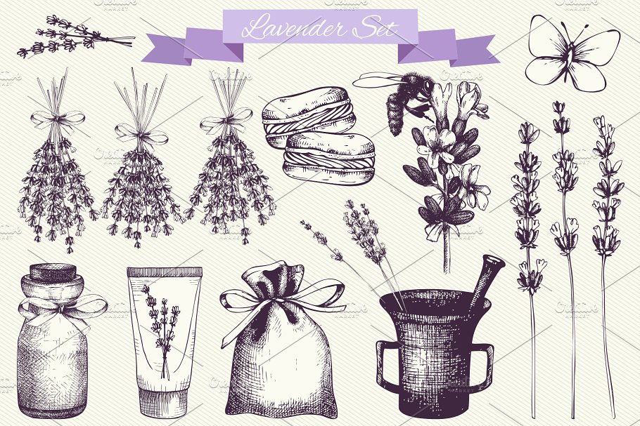 复古墨水手绘薰衣草矢量插图 Vector Lavender Designs Set插图