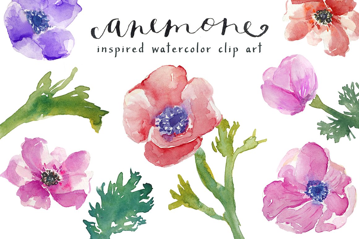 水彩银莲花剪贴画 Watercolor Anemones Clip Art插图