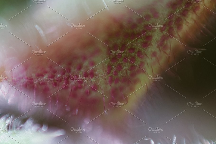 植物花卉特写镜头高清照片素材 Organic 2插图(3)