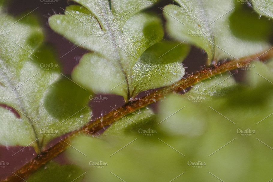 植物花卉特写镜头高清照片素材 Organic 2插图(19)