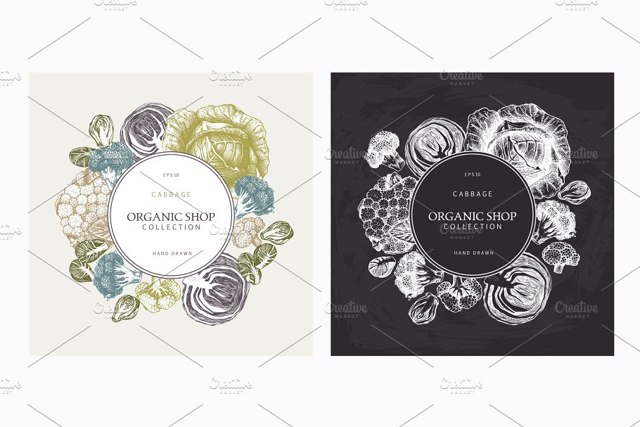 复古蔬菜卷心菜矢量插图合集 Vector Vegetables – Cabbage Set插图(2)