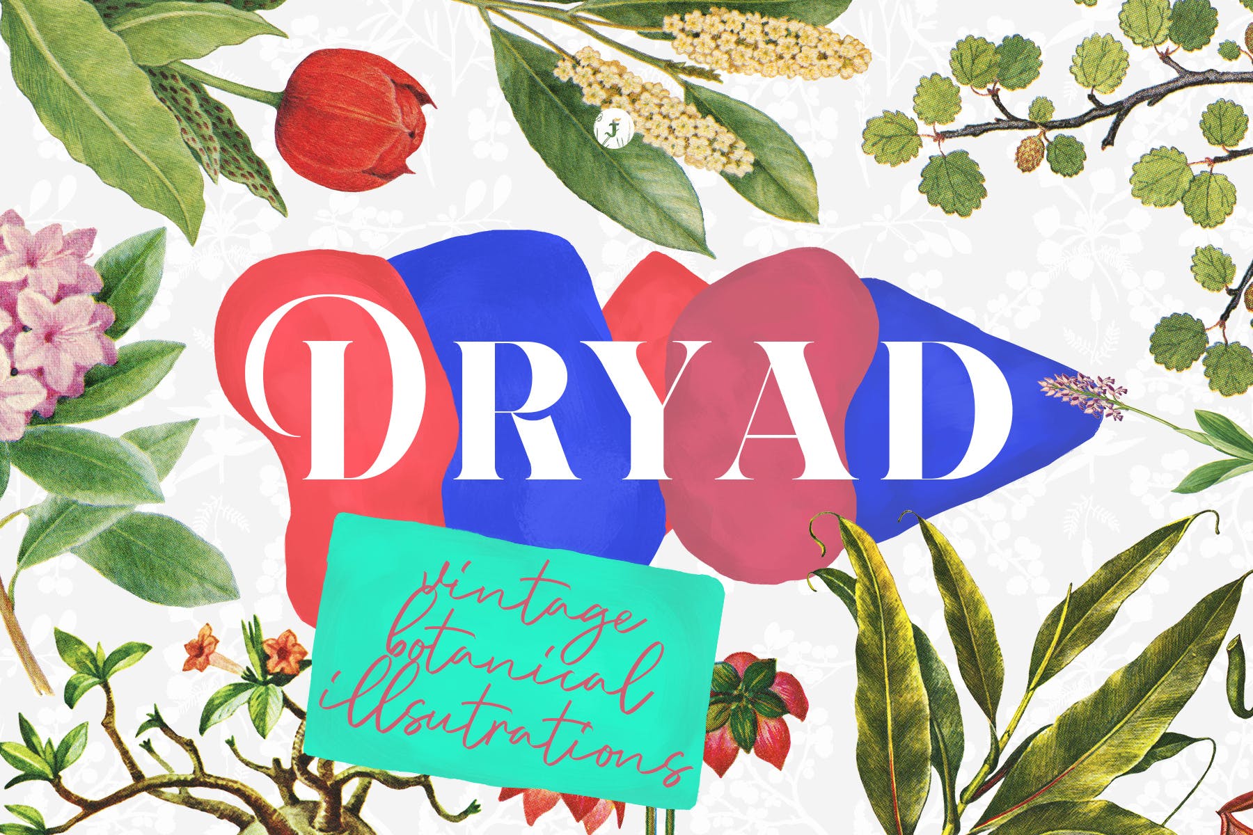 45款植物水彩手绘插画PNG素材 Dryad – Botanical Illustrations插图