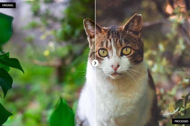 17个动物摄影后期处理滤镜LR预设 17 Animal Photography Lightroom Presets插图(4)