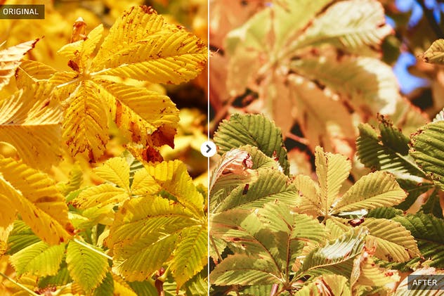 50款秋天氛围照片后期处理调色滤镜LR预设 50 Autumn Lightroom Presets插图(8)