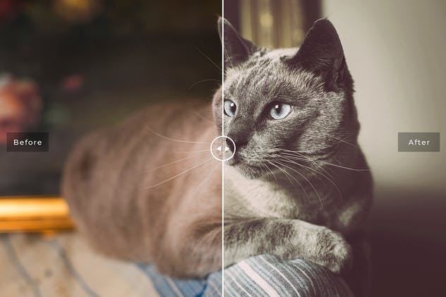 可爱宠物摄影照片处理效果PS滤镜插件 Pet Photoshop Actions Collection插图(5)