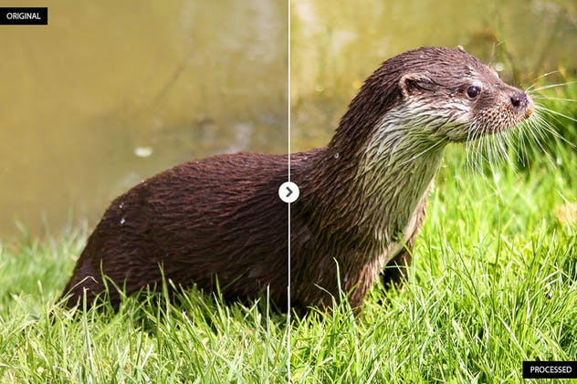 17个动物摄影后期处理滤镜LR预设 17 Animal Photography Lightroom Presets插图(1)