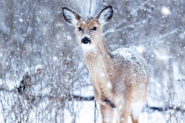 雪花飘雪特效PS动作 Snow Effect Photoshop Action插图(2)