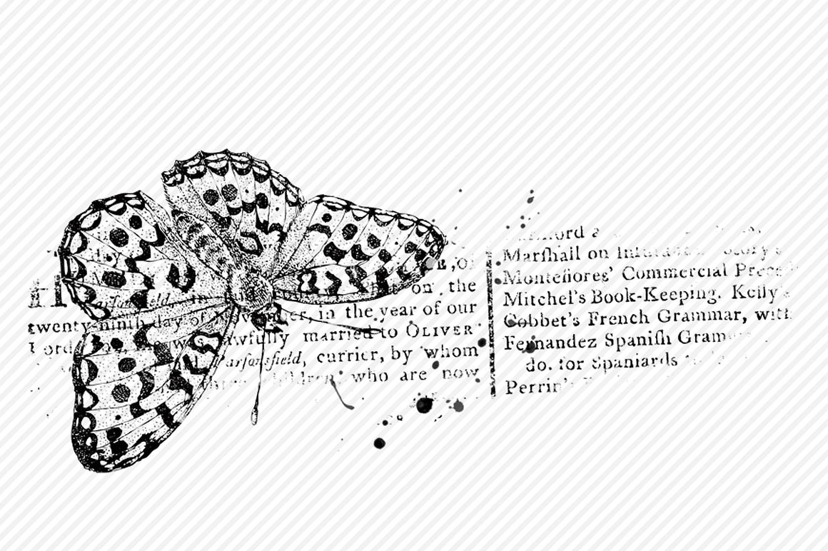 6个高品质的蝴蝶肌理效果PS笔刷下载[ABR]插图(3)